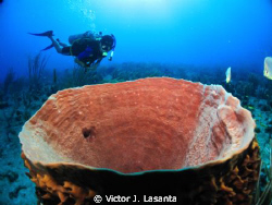 Giant Barrel Sponge & Diver at Window Dive site in Guanic... by Victor J. Lasanta 